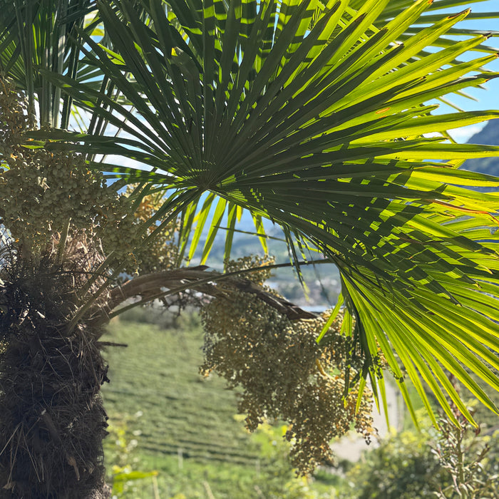 Franciacorta - was ist das eigentlich?